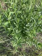 Image of tall ragwort