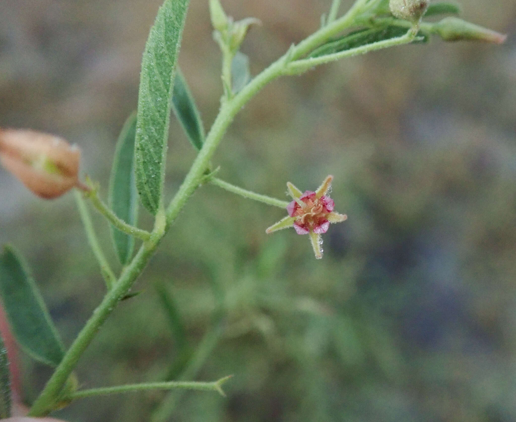 Image of Hermannia eenii Baker