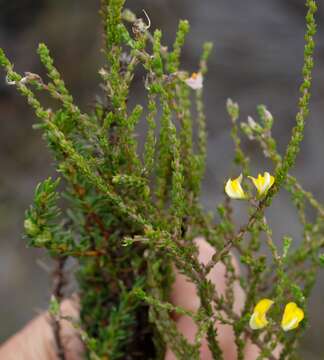 Image of Aspalathus microphylla DC.