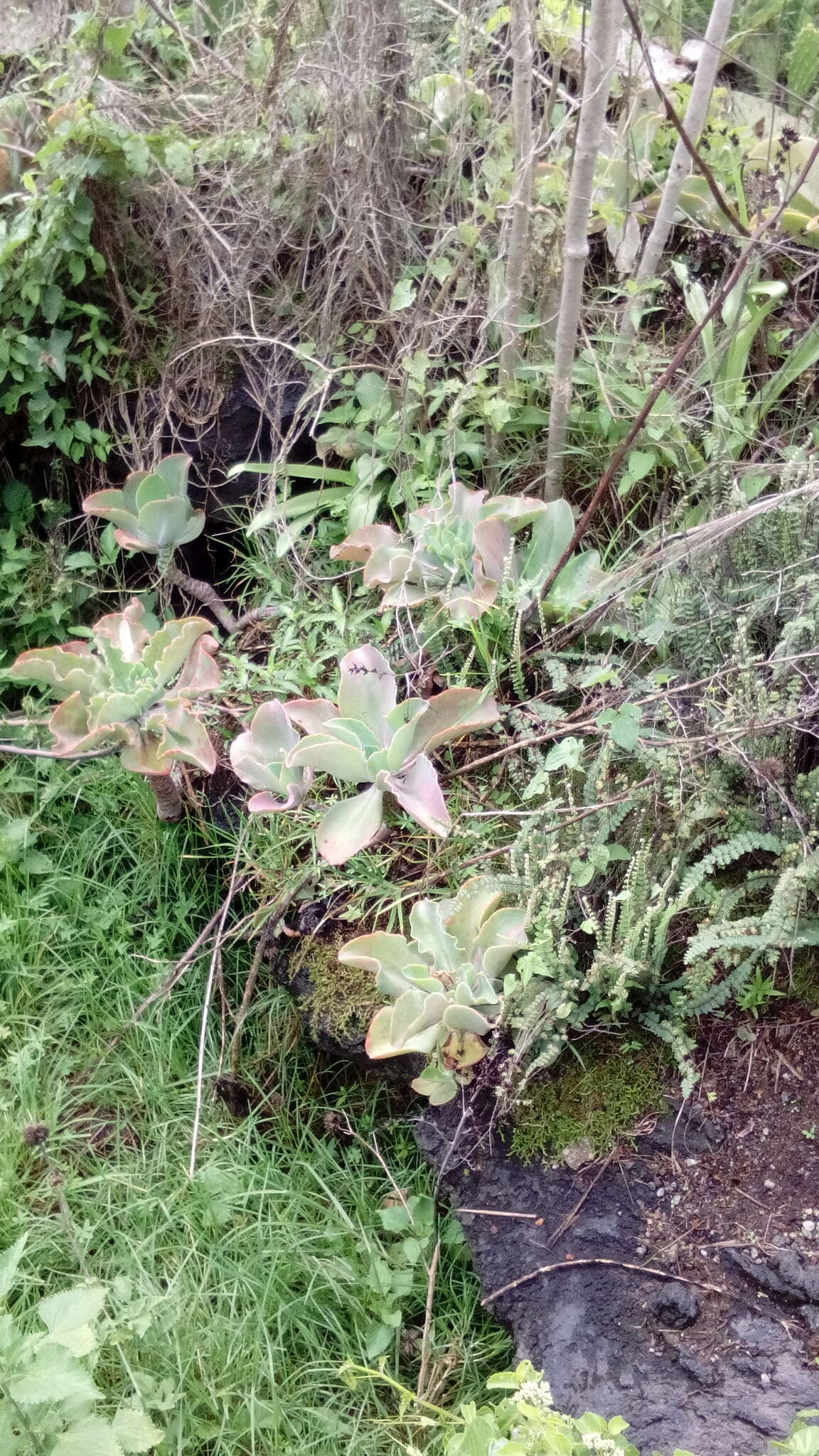 Image of Echeveria gibbiflora DC.