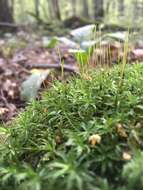 Image of undulate atrichum moss