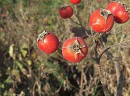 Image of Crataegus viridis var. glabriuscula (Sarg.) J. B. Phipps