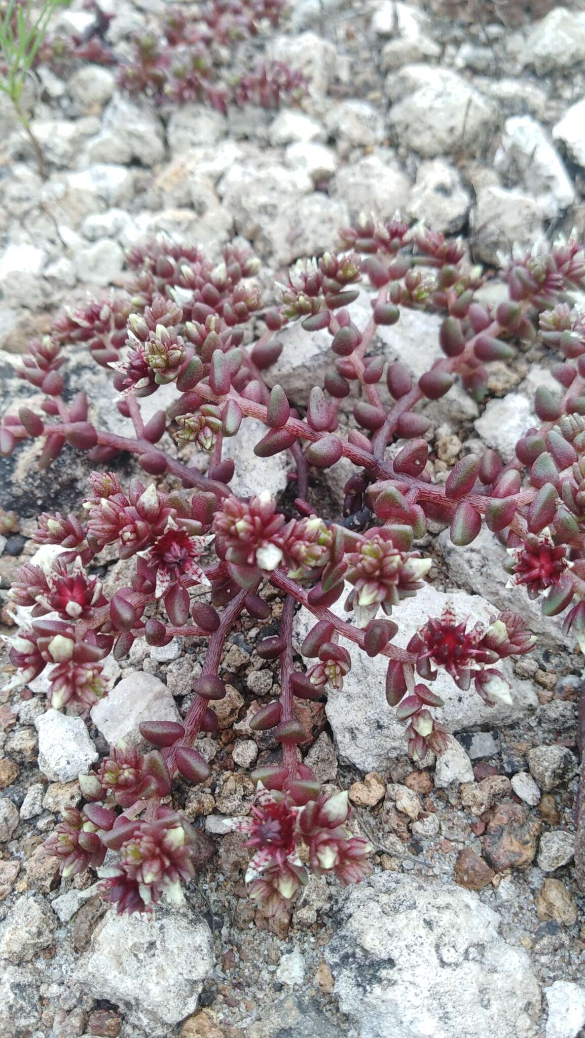 Imagem de Sedum vinicolor S. Wats.