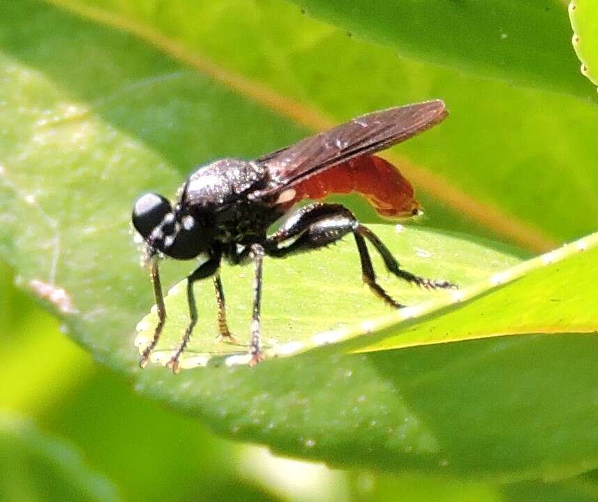 Image of Lampria bicolor (Wiedemann 1828)