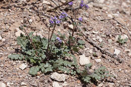 Image of Mangas Spring phacelia