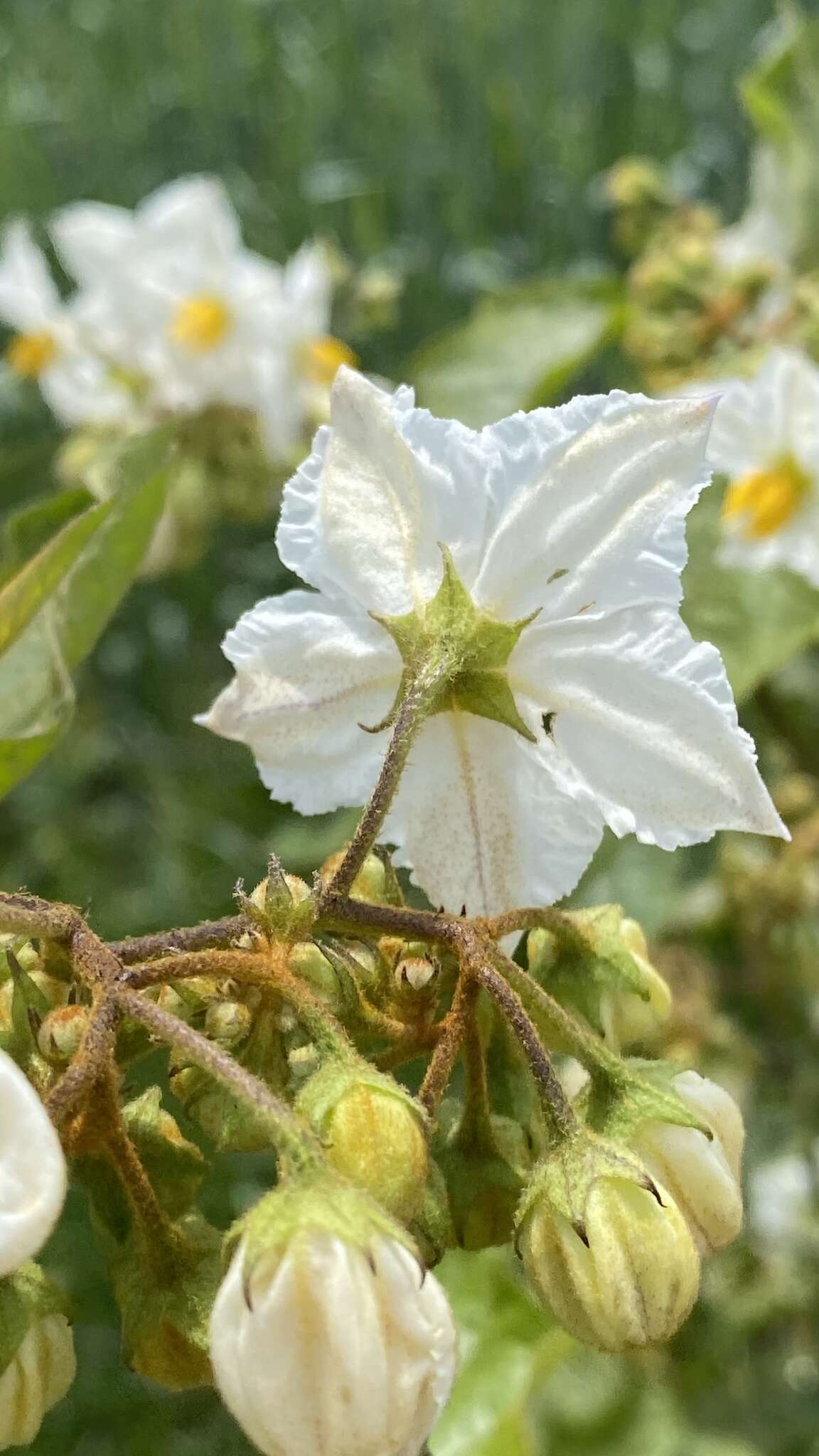 Image of Solanum guaraniticum A. St.-Hil.