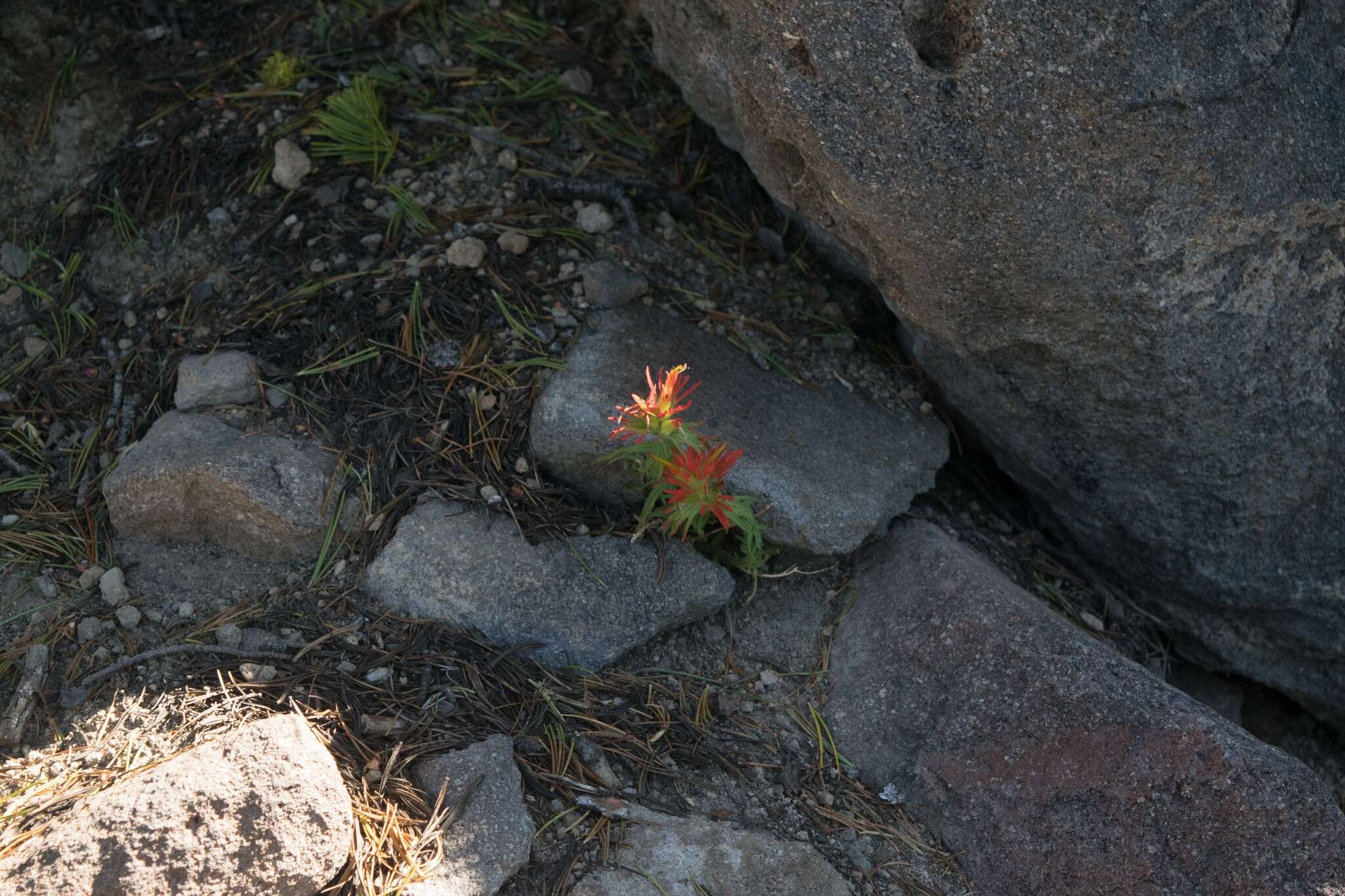 Image of wavyleaf Indian paintbrush