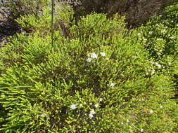 Image of Agathosma imbricata (L.) Willd.