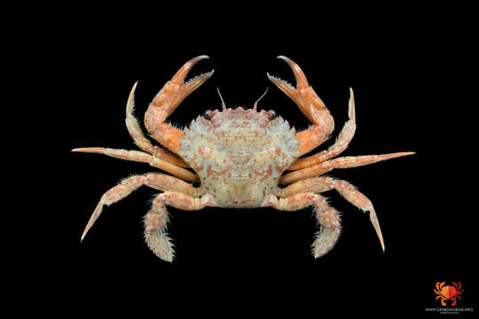 Image of wrinkled swimming crab