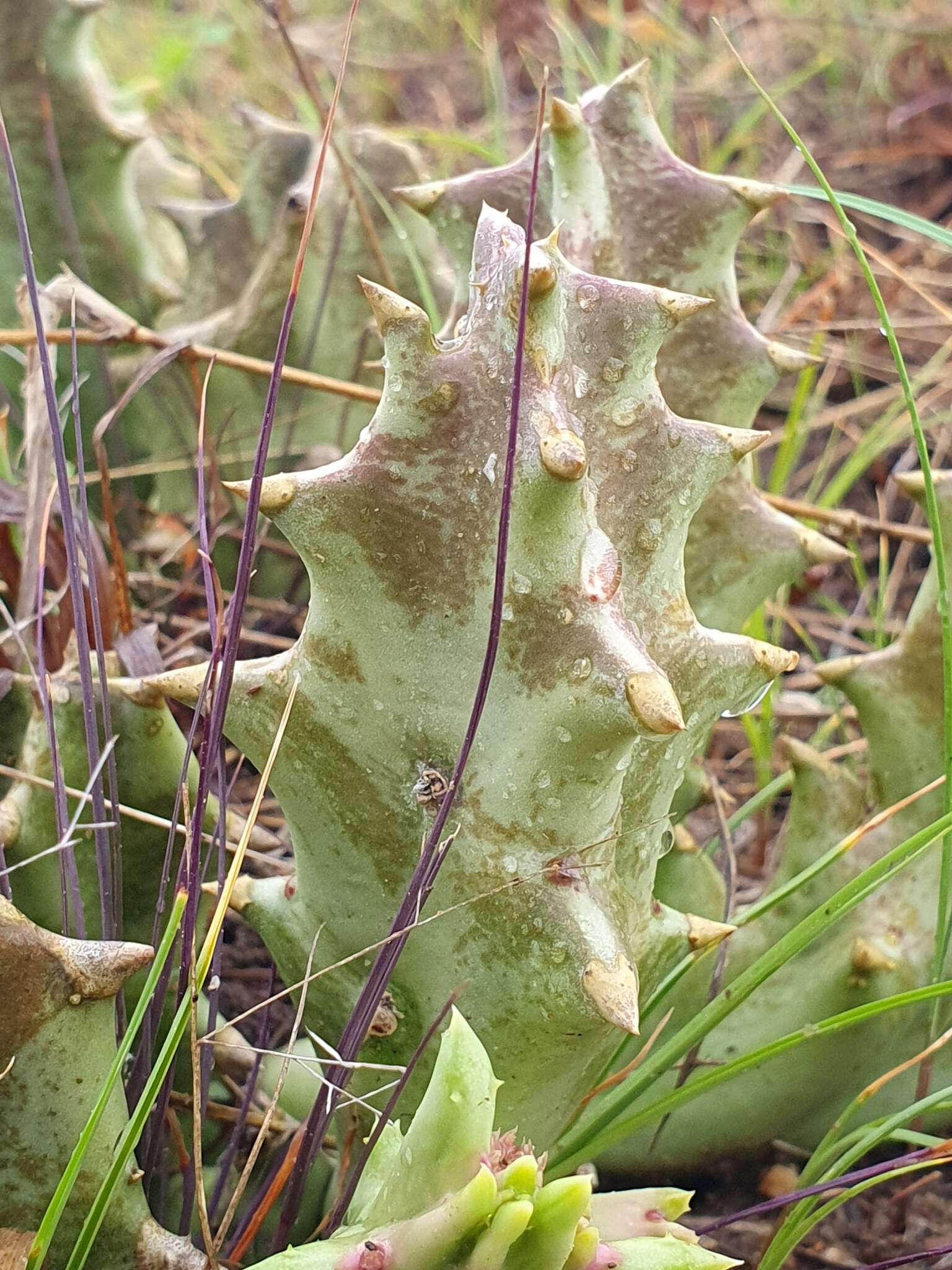 Sivun Ceropegia melanantha (Schltr.) Bruyns kuva