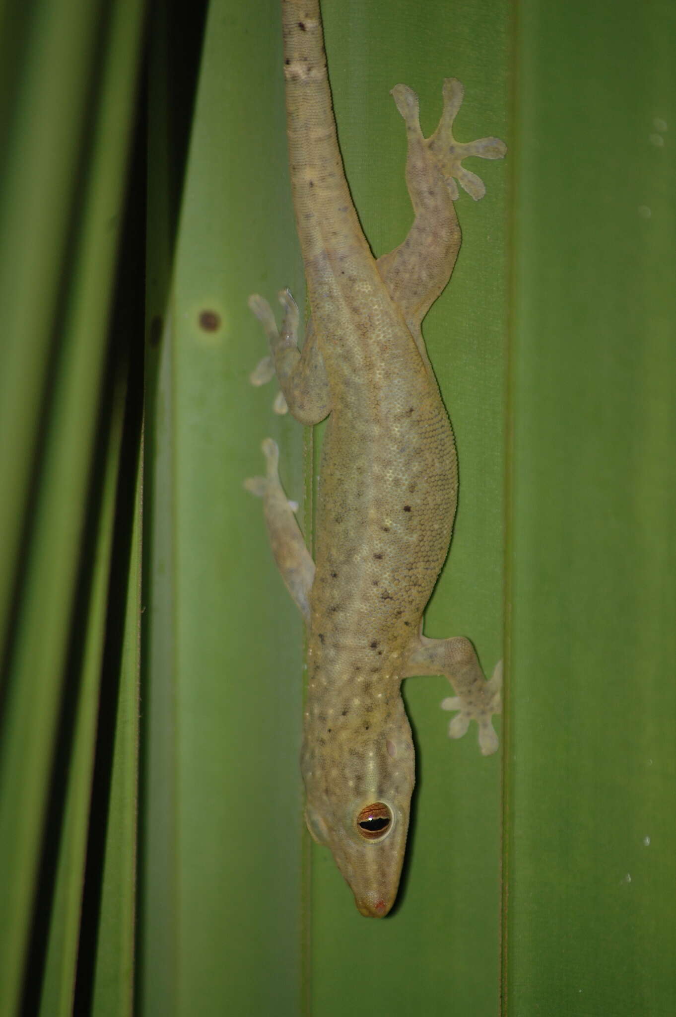 Image of Dwarf Bronze Gecko