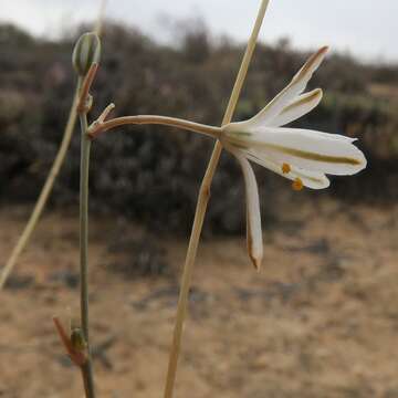 Image de Chlorophytum asperum