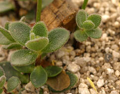 Image of Lake Tahoe draba