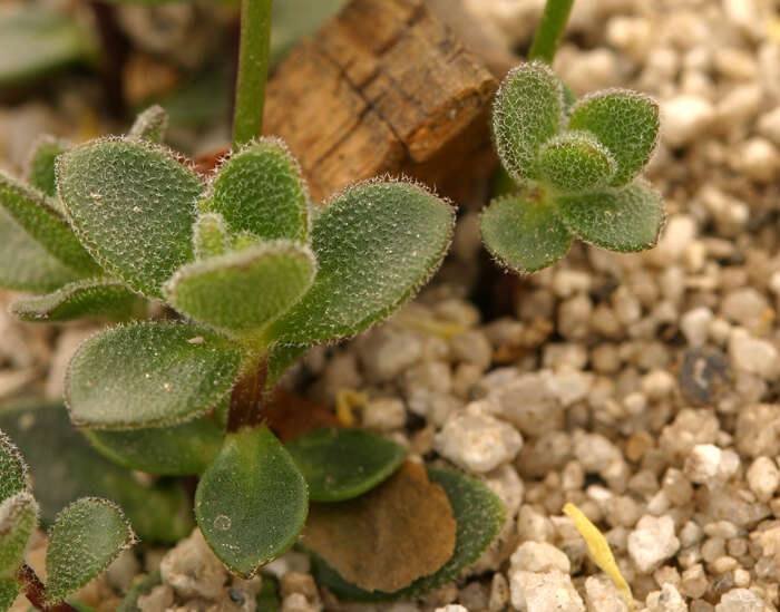 Image of Lake Tahoe draba