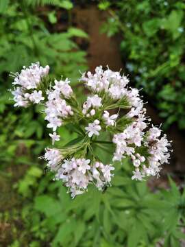 Image of Valeriana excelsa subsp. sambucifolia (J. C. Mikan ex Pohl) Holub