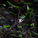 Image of Salvia chinensis Benth.
