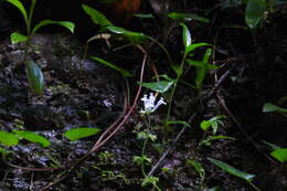 Image of Salvia chinensis Benth.