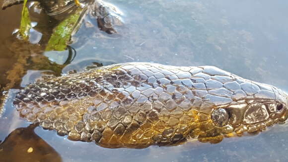 Image of Bolivian Anaconda