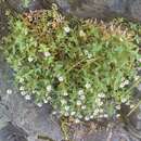 Stellaria ruscifolia Pall. ex Schltdl. resmi