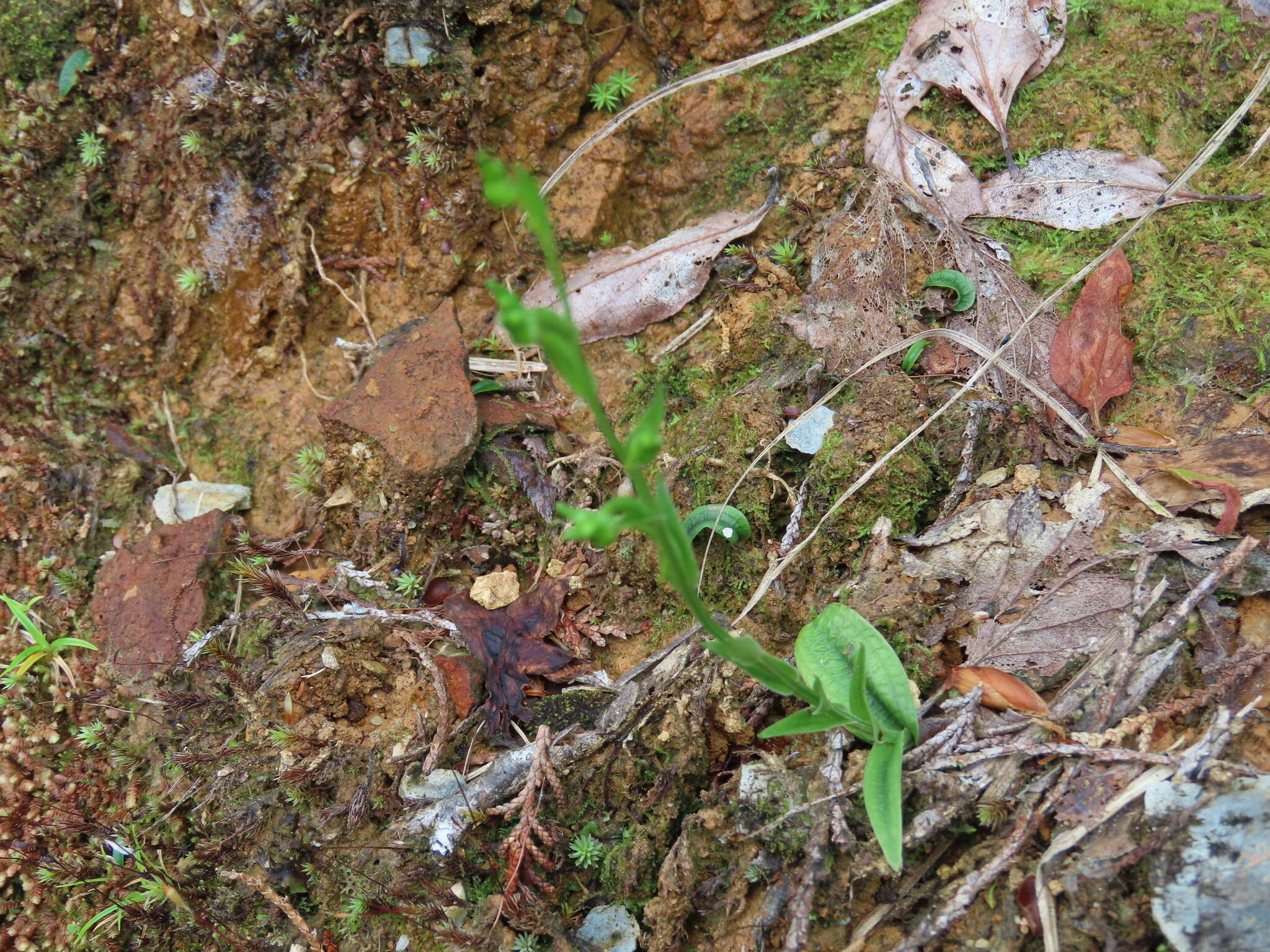 Image of Platanthera formosana (T. P. Lin & K. Inoue) Efimov