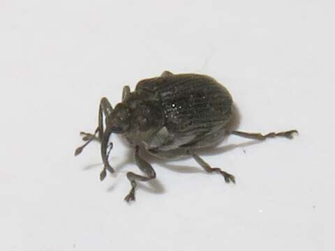 Image of Cabbage Seedpod Weevil