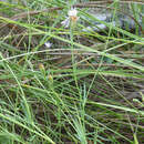 صورة Centaurea dracunculifolia Duf.