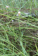 Image of Centaurea dracunculifolia Duf.