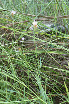 صورة Centaurea dracunculifolia Duf.