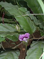 Image of Ipomoea ommanneyi Rendle