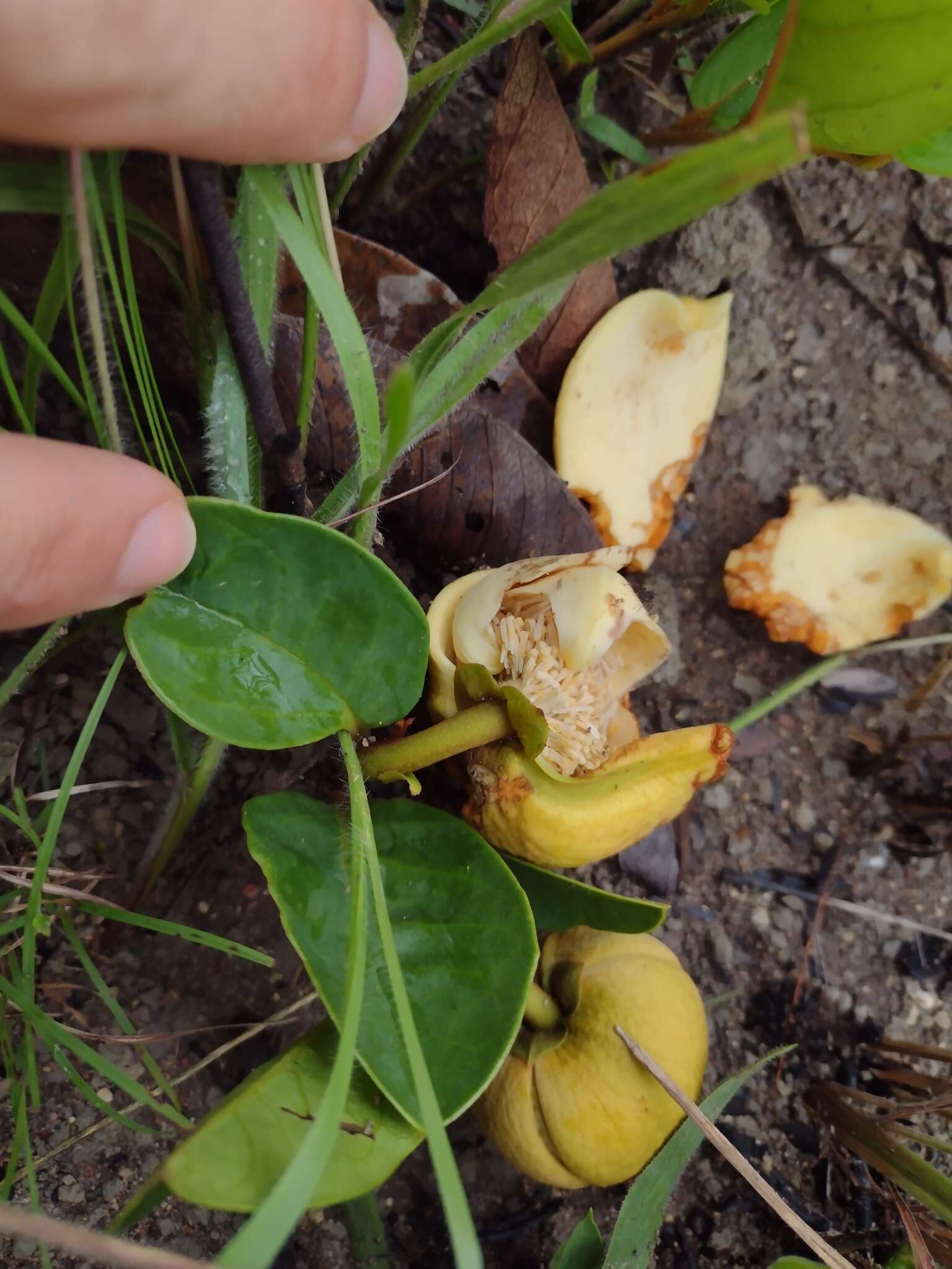 Image of Annona warmingiana Mello-Silva & Pirani