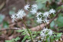 Image of Coptis japonica var. major (Miq.) Satake