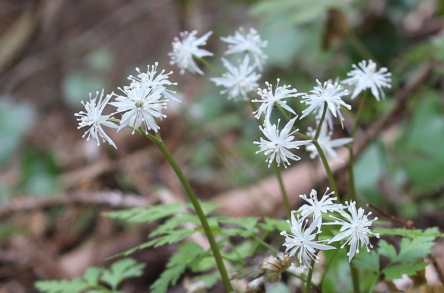 Image of Coptis japonica var. major (Miq.) Satake