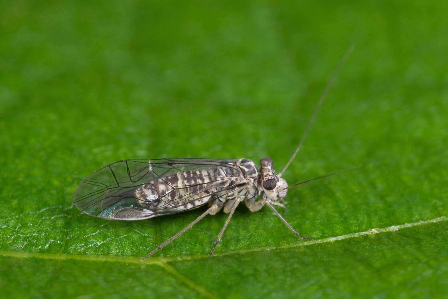 Mesopsocus laticeps (Kolbe 1880) resmi