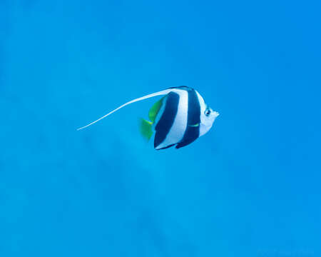 Image of Bannerfish