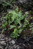 Image of Mexican fern