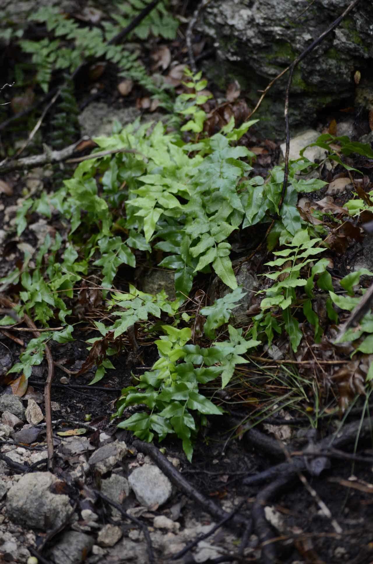 Image of Mexican fern