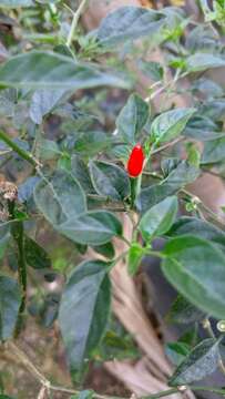 Image of cayenne pepper