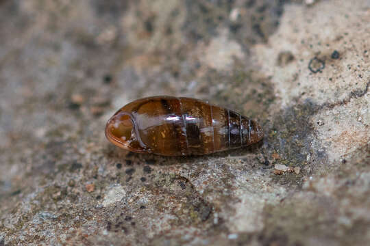 Image of Three-toothed Moss Snail