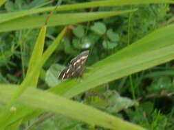 Image of Pyrausta nigrata Scopoli