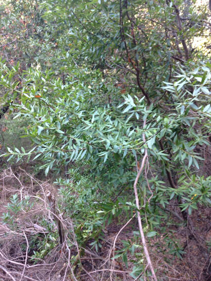 Image of California laurel