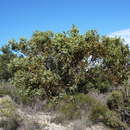 Image of Eucalyptus extrica D. Nicolle