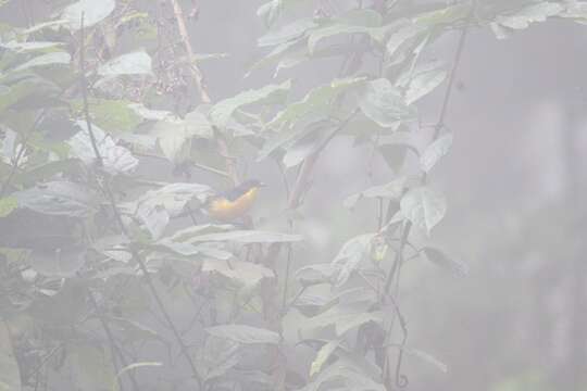 Image of Yellow-breasted Boubou