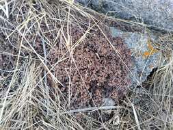 Image of Potentilla tetrandra (Bunge) Bunge ex Hook. fil.