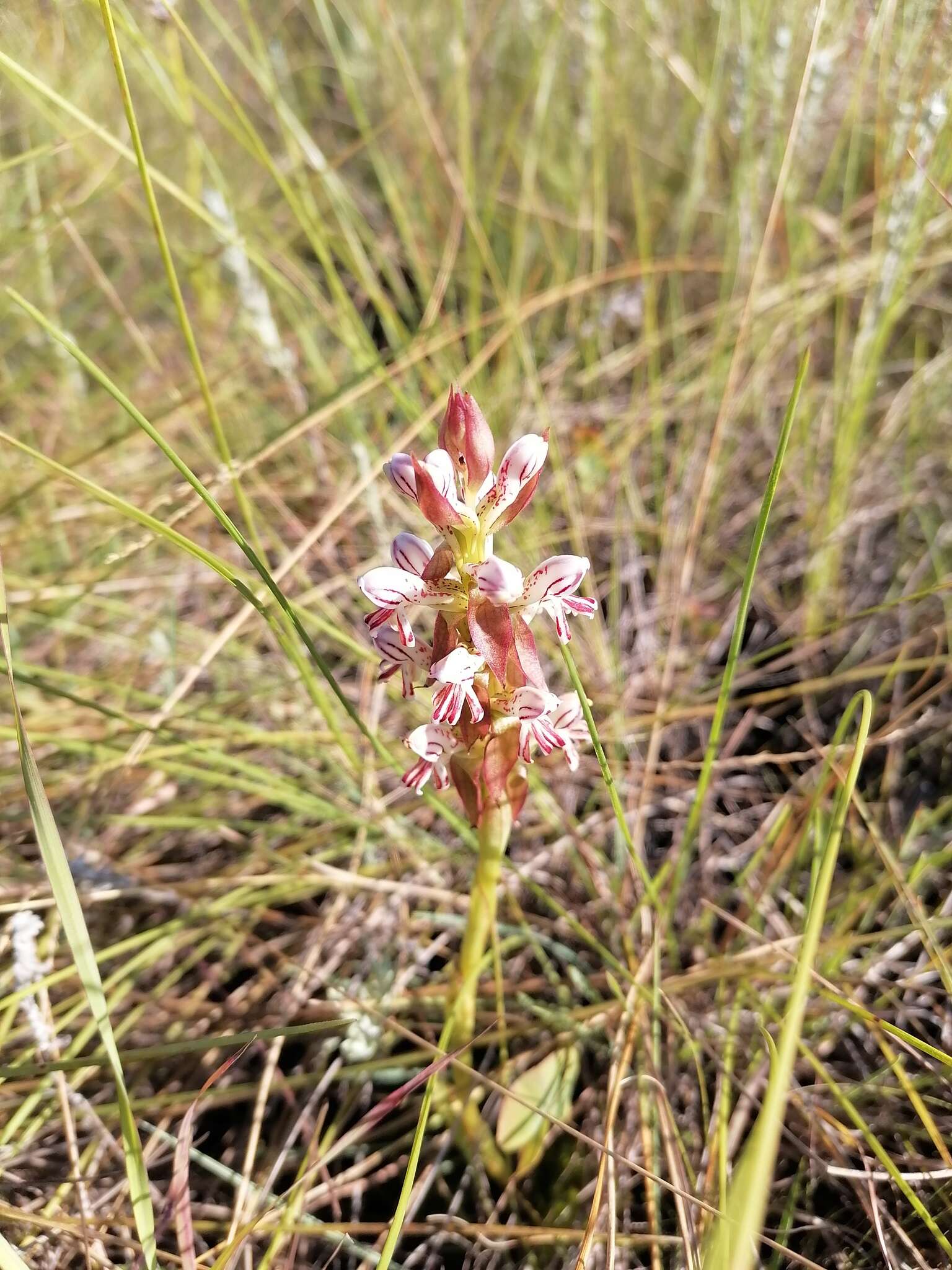 Image of Satyrium cristatum var. cristatum