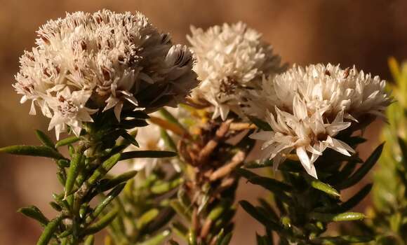 Image of Beautiful Blombush