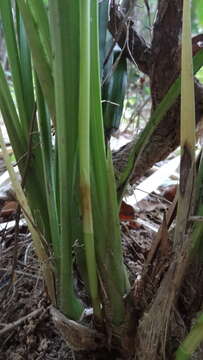 Image de Cymbidium ensifolium (L.) Sw.