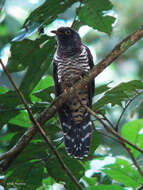 Image of Red-chested Cuckoo