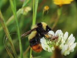 Image of Red tailed bumblebee