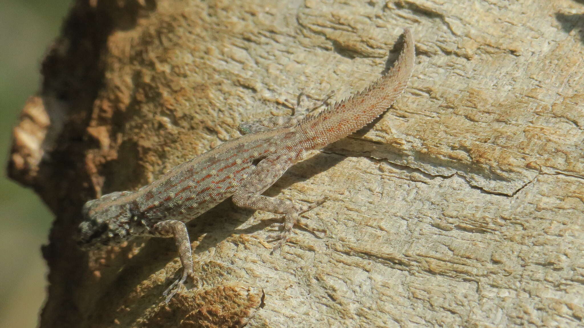 Image of Blandford's Semaphore Gecko