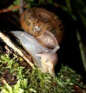 Image of Quimper Snail